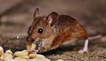 24 Hour & Emergency Exterminators in Covina, CA